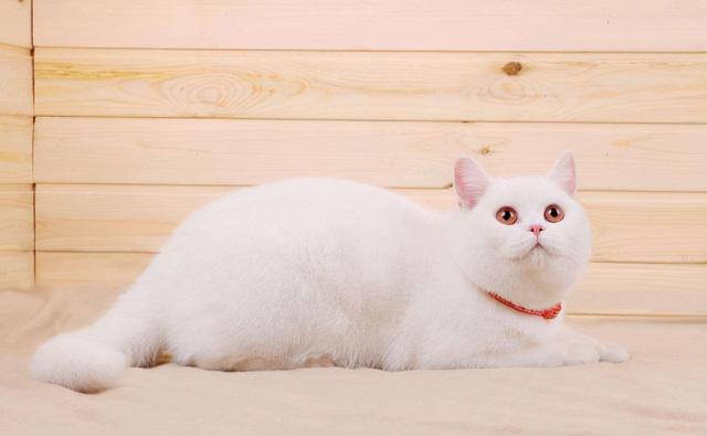 英短猫通常多少钱一只(英短猫白色多少钱一只)