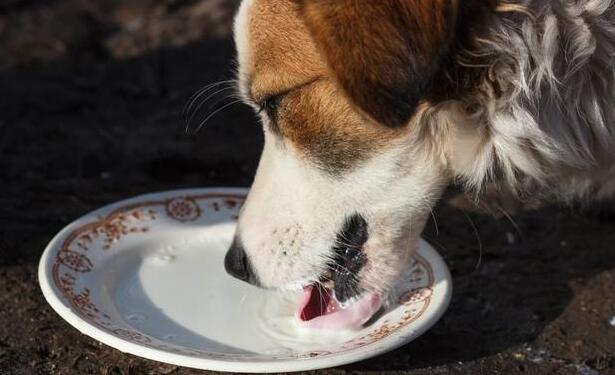 益生菌狗狗一天可以吃几次最好(狗狗益生菌要长期喂吗)