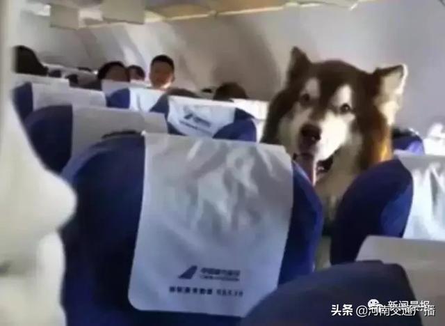 飞机能带宠物狗(飞机能不能带大型狗)