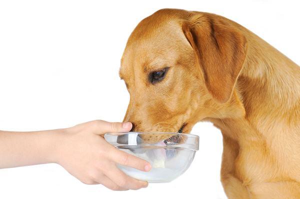 狗狗可以长期喝羊奶吗(羊奶对狗狗的好处)