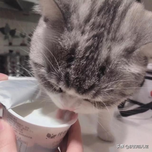 宠物猫能喝煮开的纯牛奶吗(猫可以喝普通纯牛奶吗)
