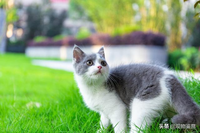 英短蓝白赛级猫(英短蓝白算品种猫吗)