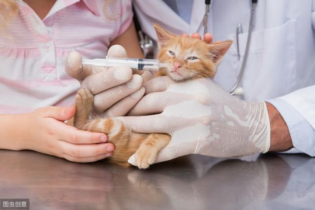 宠物猫疫苗三针怎么打(被猫抓了打了三针疫苗够了吗)