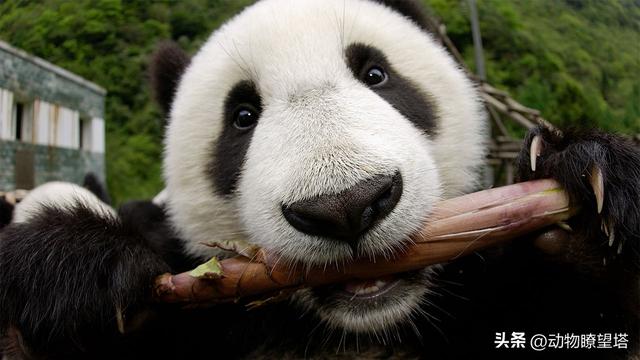 大熊猫为什么只有中国有(大熊猫真正属于中国吗)