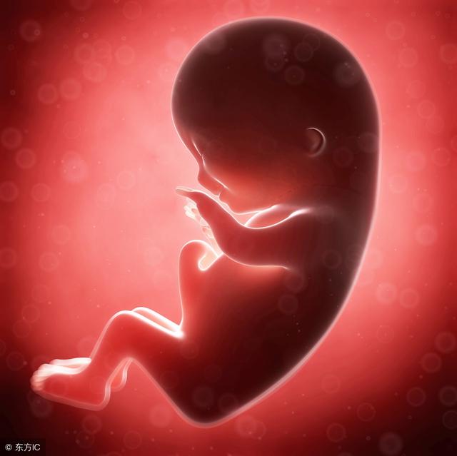胎儿大小与孕周计算器(预产期计算器查询)