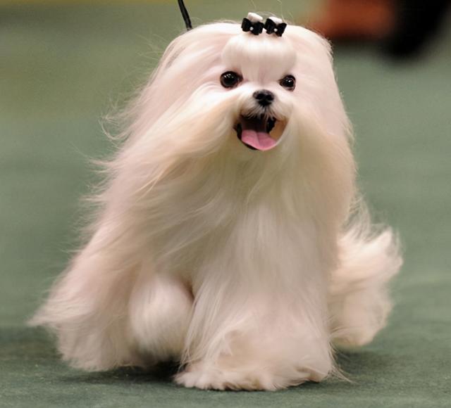 白色的小狗有哪些品种小型犬(白色的狗有哪些中型犬)