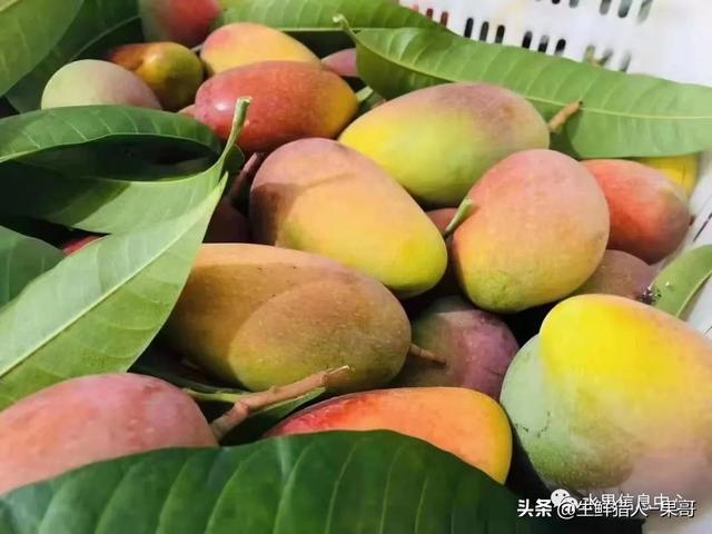 海南50种水果大全(常见的100个水果图片)
