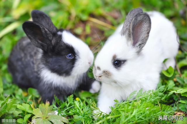宠物兔子品种推荐价格(巨型宠物兔子品种推荐)
