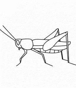 蚂蚁种类图片大全大图简笔画(蚂蚁的种类及画法)