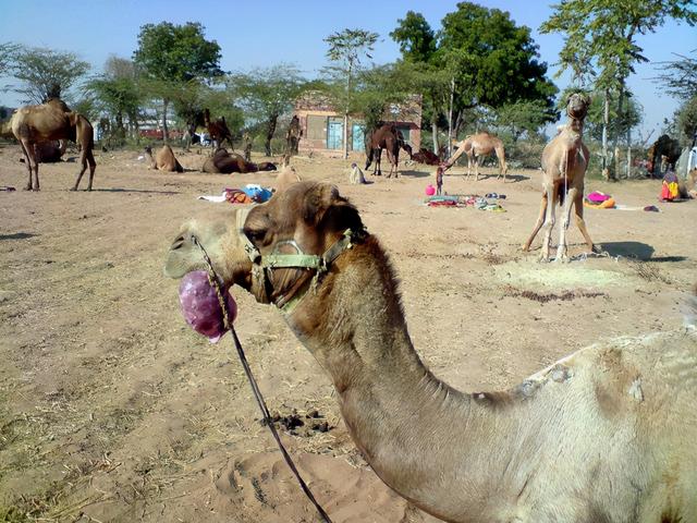 骆驼代表什么生肖打一生肖(骆驼是指的生肖)