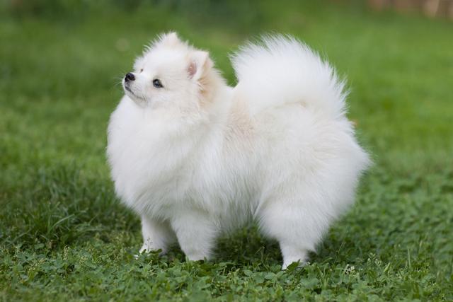 白色的小狗有哪些品种小型犬(白色的狗有哪些中型犬)