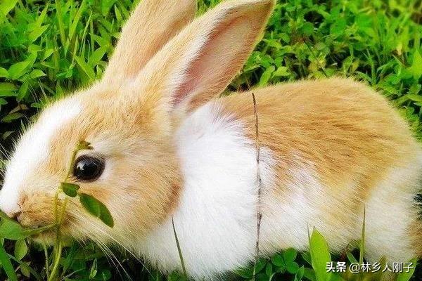 养一千只兔子一年利润多少(肉兔2022价格表)