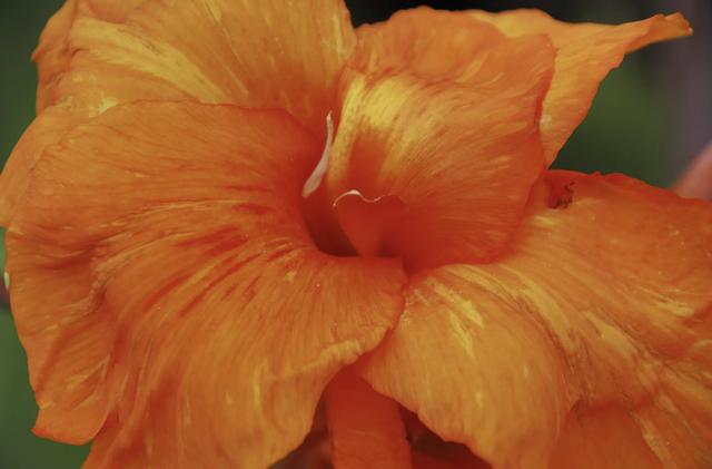 十大最强橙色植物(植物大战僵尸十大最强橙色植物)