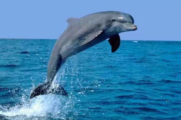 海豚是不是哺乳动物吗(鲨鱼是哺乳动物吗)