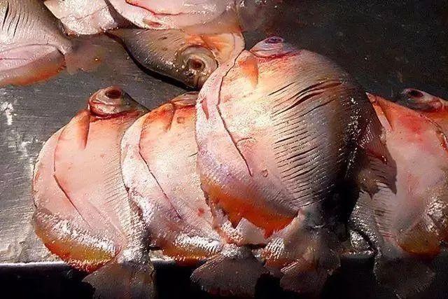 淡水食用鱼品种大全图片(能吃的名贵鱼)