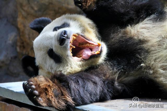 大熊猫为什么只有中国有(大熊猫真正属于中国吗)