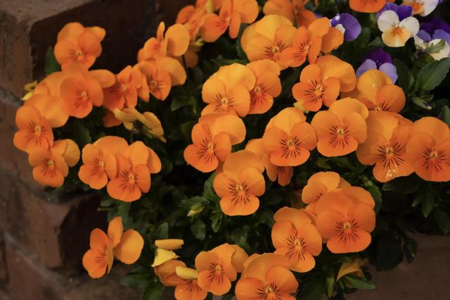 十大最强橙色植物图片