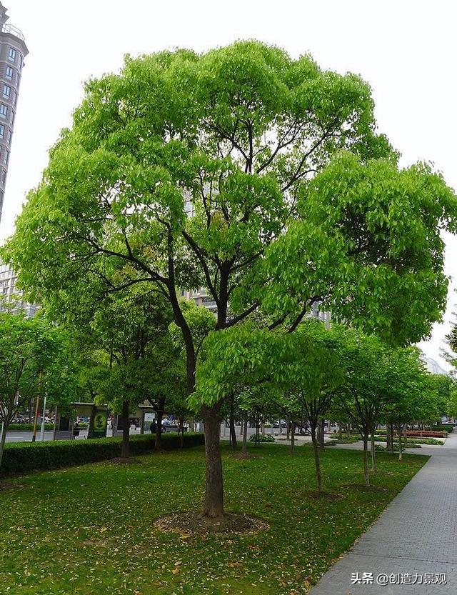 常见的常绿树种图片
